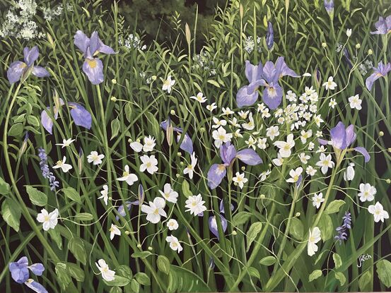 A field of Iris and Windflowers tangled together in a sea of leaves.