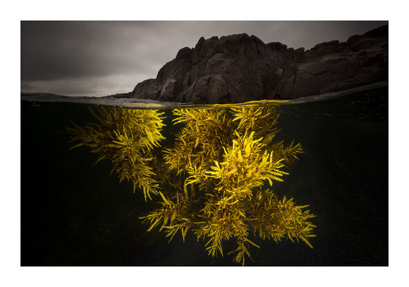 (CreativeWork) A Splash of Yellow Ed. 15 of 100 by Matty Smith. Photograph. Shop online at Bluethumb.