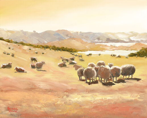 Sheep grazing in a paddock with golden tones of Sunrise.