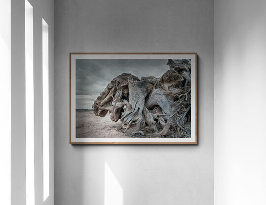 Part animal, part tree, a large still life in the South Australia desert.