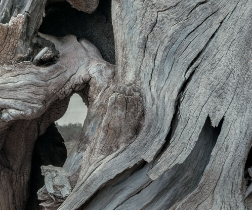 Part animal, part tree, a large still life in the South Australia desert.