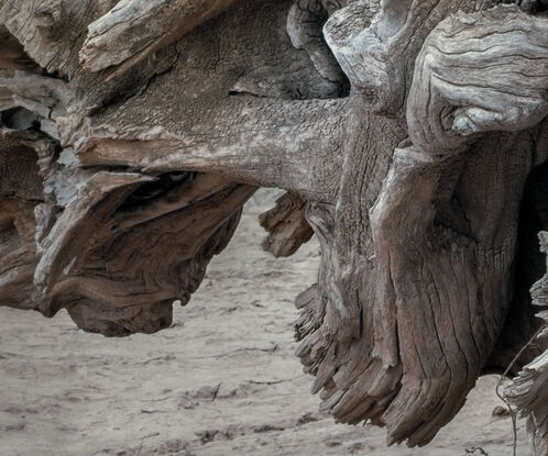 Part animal, part tree, a large still life in the South Australia desert.