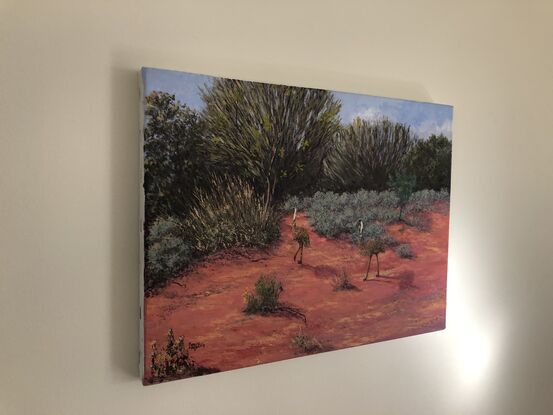 Emus wandering in the Australian bush