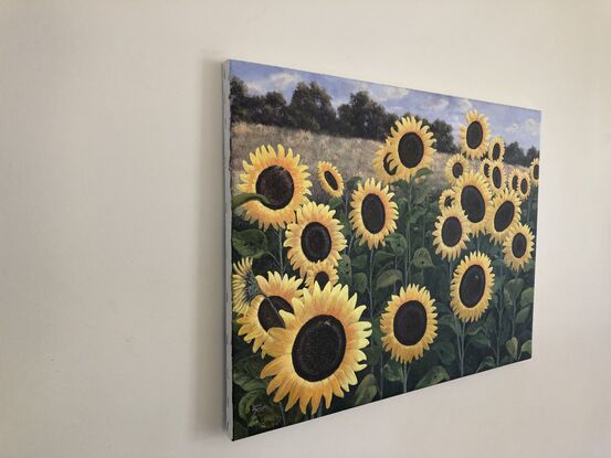 Sunflowers in full bloom at the nursery on a warm sunny day
