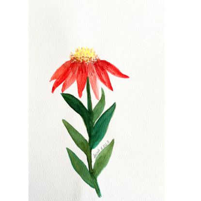 Singular flower painted in watercolour using yellow, red and green.