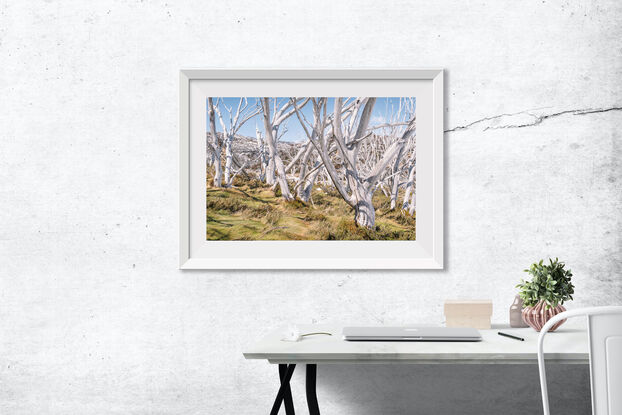 Snowgums Forest Snowy Mountains