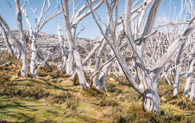 Snowgums Forest Snowy Mountains