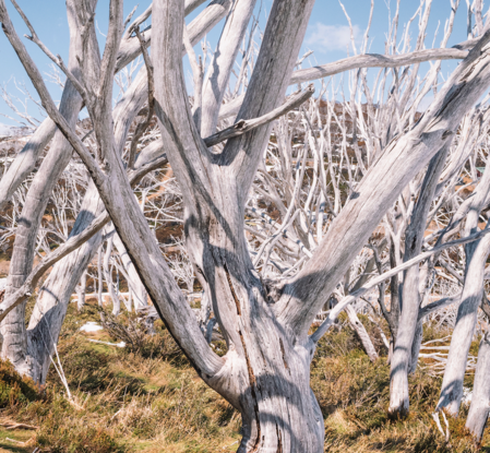 Snowgums Forest Snowy Mountains