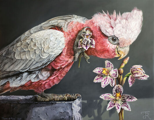 A pink and grey galah stands on a brink while holding a Swamp Orchid in one claw. A trio of Swamp orchids can be seen under the bird. 