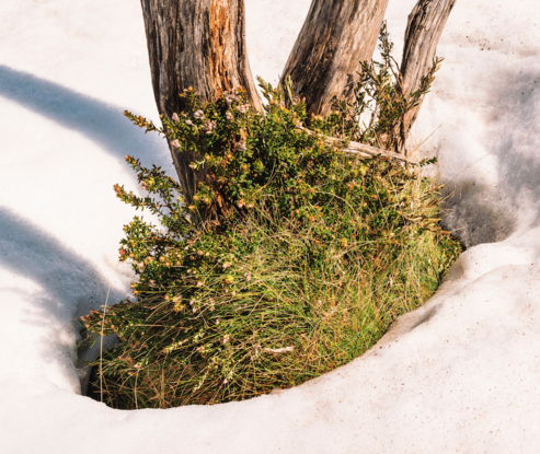 Snow Thaw and Gum Tree