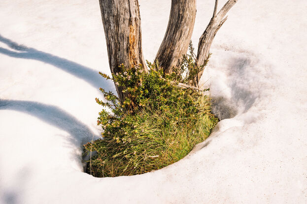 Snow Thaw and Gum Tree