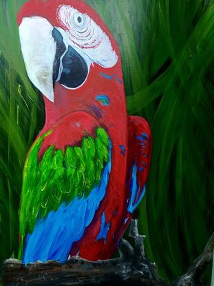 #macaw #jungle #bird #bright #colourful