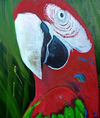 #macaw #jungle #bird #bright #colourful