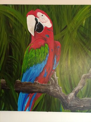 #macaw #jungle #bird #bright #colourful