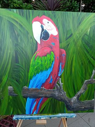 #macaw #jungle #bird #bright #colourful