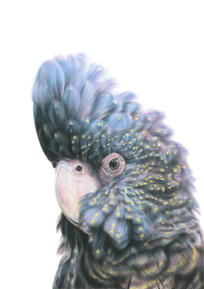 Black cockatoo on white background