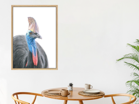 Southern Cassowary on white background