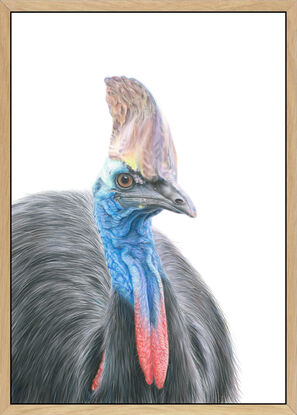 Southern Cassowary on white background