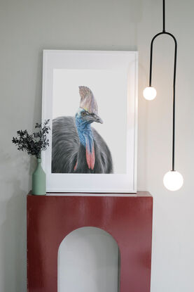 Southern Cassowary on white background