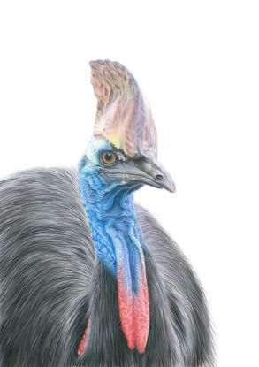 Southern Cassowary on white background