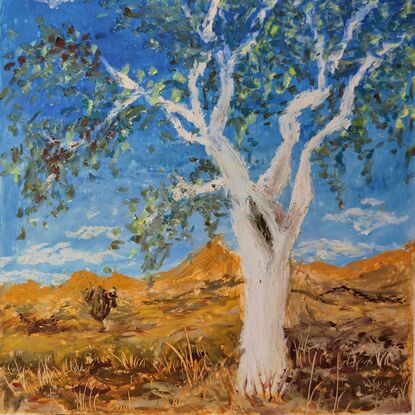 A view of a beautiful Australian ghost gum tree under a blue sky