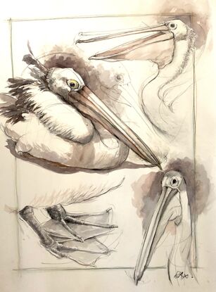 Although careful observation of the Pelican is essential  the expensive linear interpretation of the subject matter is a very  important component of the work. 