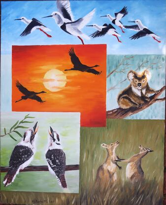 The images of the outback wildlife like they have been captured on postcards, the iconic images are stored together forever.