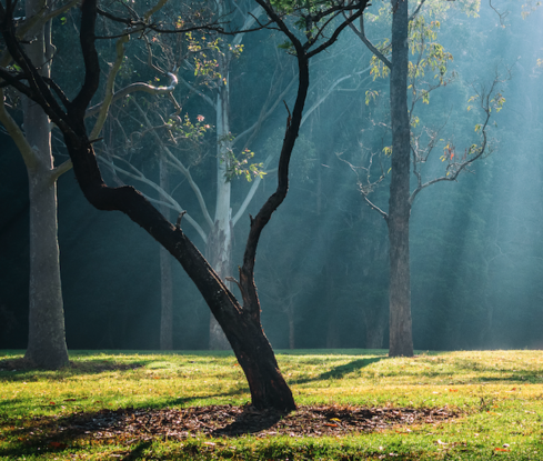 Tree in mist