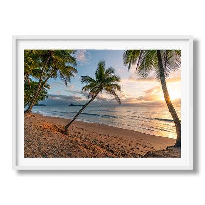 A palm tree on palm beach near cairns at sunrise