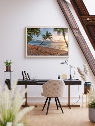 A palm tree on palm beach near cairns at sunrise