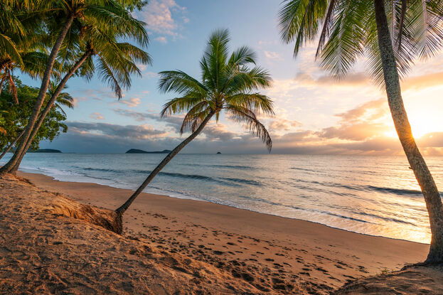 A palm tree on palm beach near cairns at sunrise