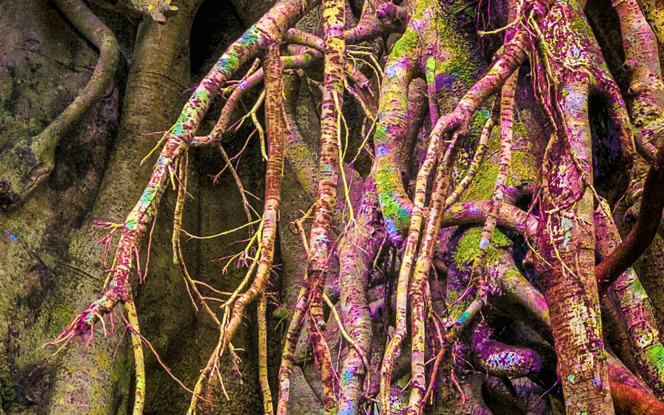 Aerial roots of a Fig tree.