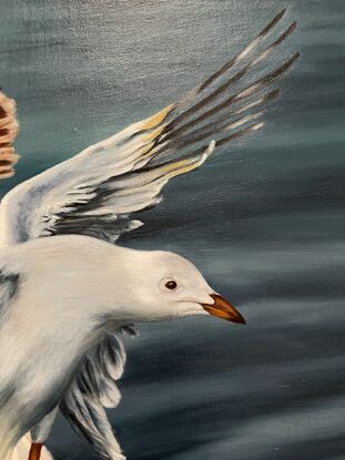 Oil painting of a seagull in flight, about to land.  There's water in the background.