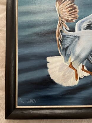 Oil painting of a seagull in flight, about to land.  There's water in the background.