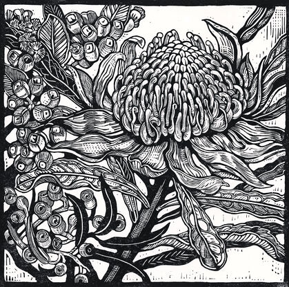 Linocut of a waratah and gumnuts