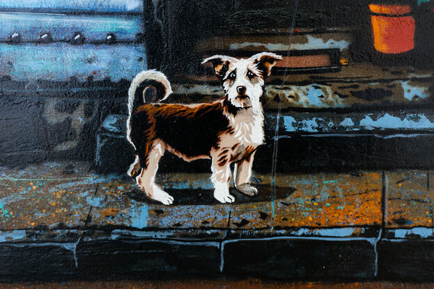 a lost dog stands in front of an old building with blue doors in France