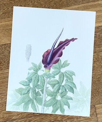 Voodoo lily flower and leaves painted in watercolour, seed head painted in graphite