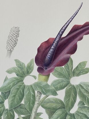 Voodoo lily flower and leaves painted in watercolour, seed head painted in graphite