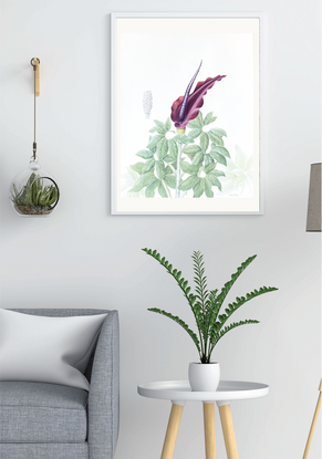 Voodoo lily flower and leaves painted in watercolour, seed head painted in graphite