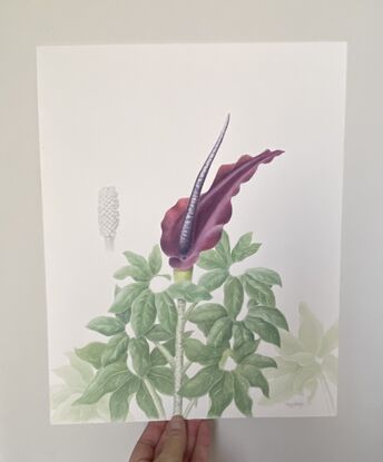 Voodoo lily flower and leaves painted in watercolour, seed head painted in graphite