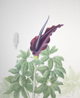 Voodoo lily flower and leaves painted in watercolour, seed head painted in graphite