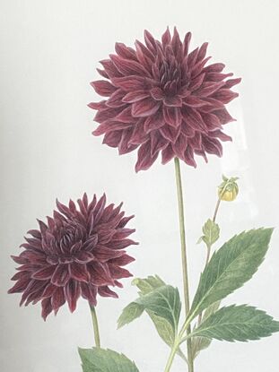 Black dahlia flowers (2) with leaves all painted in watercolour.