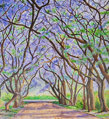 a boulevard depicting Spring in Australia with varying sizes of Jacaranda trees growing on either side, covered with clouds of blue and purple blossoms along their intertwining branches with fallen petals lying across the street