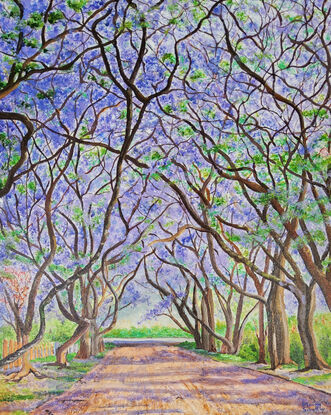 a boulevard depicting Spring in Australia with varying sizes of Jacaranda trees growing on either side, covered with clouds of blue and purple blossoms along their intertwining branches with fallen petals lying across the street