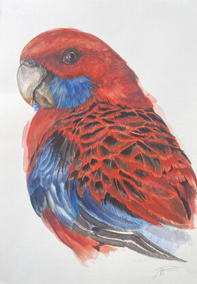 Australian parrot portraits in watercolour  unframed art on paper. Colourful and highly detailed watercolour painting . 