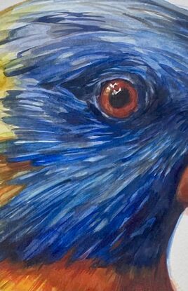 Australian parrot portraits in watercolour  unframed art on paper