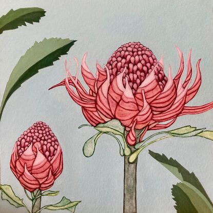 An open waratah flower and a waratah bud with green leaves on pale blue background 