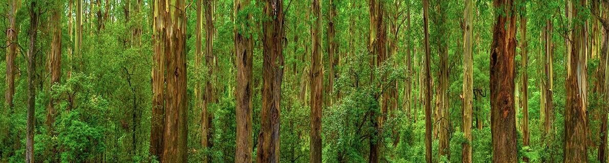 Breathtaking panorama of lush forest in Dandenong Ranges, Victoria, Australia. Towering trees with rich, dark bark contrast beautifully with vibrant green foliage.