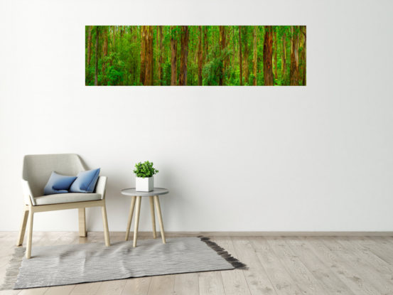 Breathtaking panorama of lush forest in Dandenong Ranges, Victoria, Australia. Towering trees with rich, dark bark contrast beautifully with vibrant green foliage.