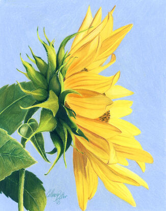 yellow sunflower green leaves blue sky